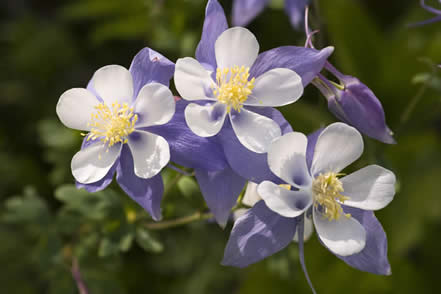 columbine 